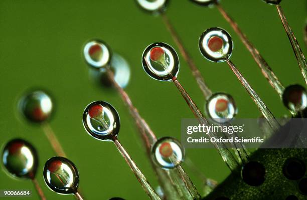 sundew drosera sp. sticky hairs on leaf - rocío del sol fotografías e imágenes de stock