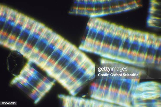 chain diatoms melosira sp. - diatom stock pictures, royalty-free photos & images