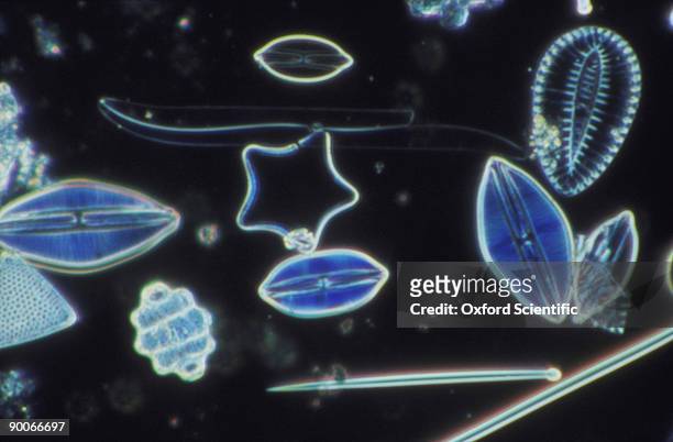mixed marine diatoms - diatom stock pictures, royalty-free photos & images