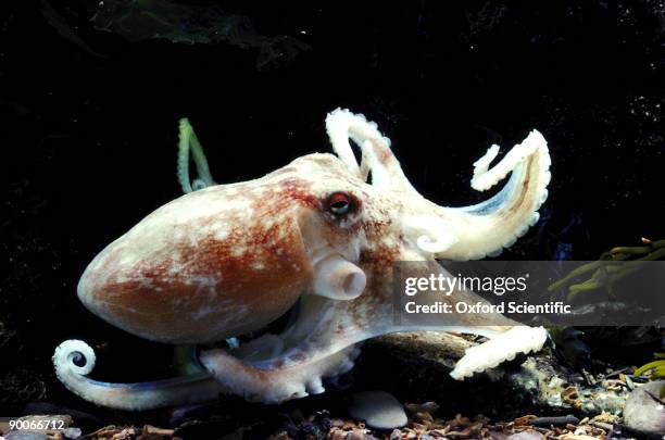 lesser octopus eledone cirrhosa devon, u.k. - pulpo blanco fotografías e imágenes de stock