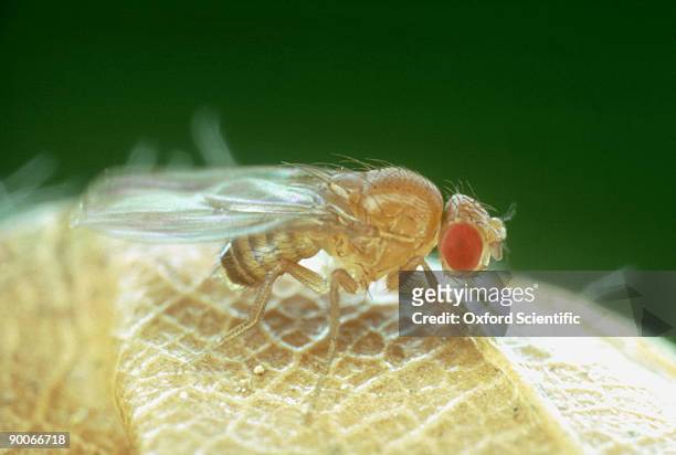 fruit fly drosophila melanogaster - fruit flies stock pictures, royalty-free photos & images