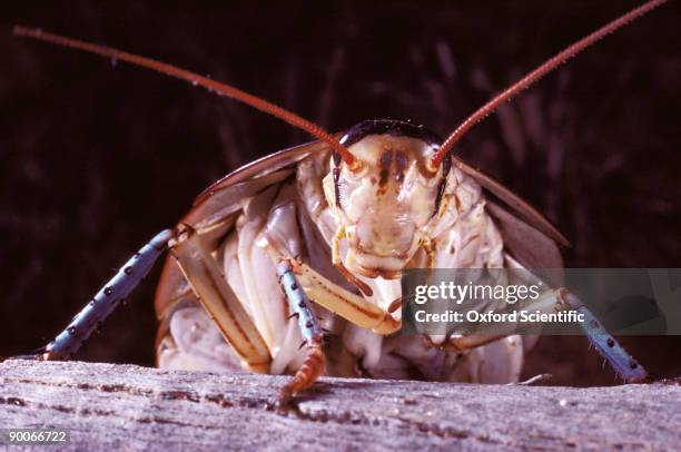 cockroach west australia - blatta orientalis stock pictures, royalty-free photos & images