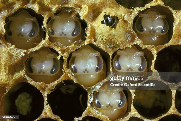 honey bee apis mellifera worker bee pupae caps removed from cells - crystalists stock pictures, royalty-free photos & images