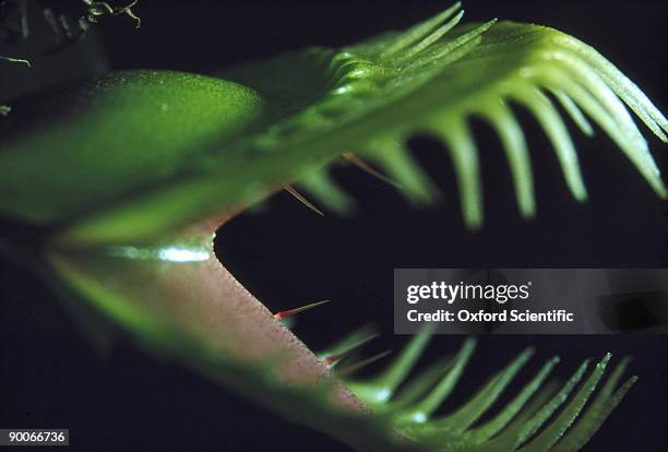 venus fly trap - venus flytrap stock pictures, royalty-free photos & images