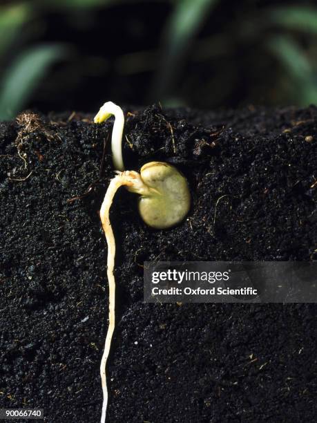 broad bean vicia faba growth sequence no.4 - broad bean stock pictures, royalty-free photos & images