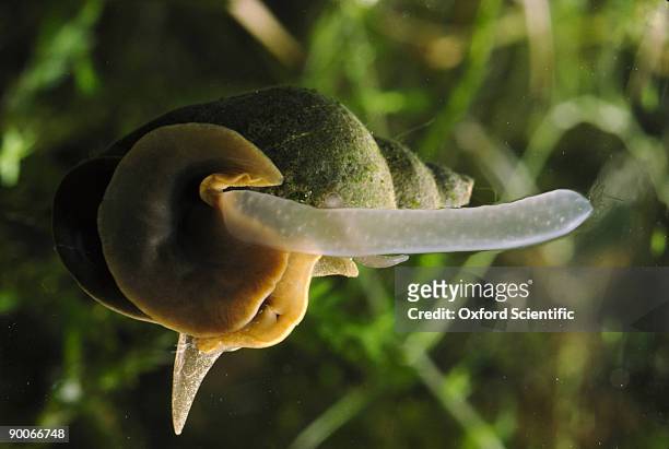 giant pond-snail limnaea stagnalis egg laying - pond snail stock pictures, royalty-free photos & images