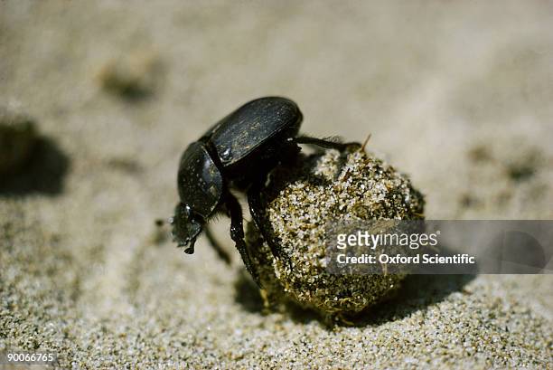 dung beetle rolling ball of dung, on sand dunes - scarabee stockfoto's en -beelden