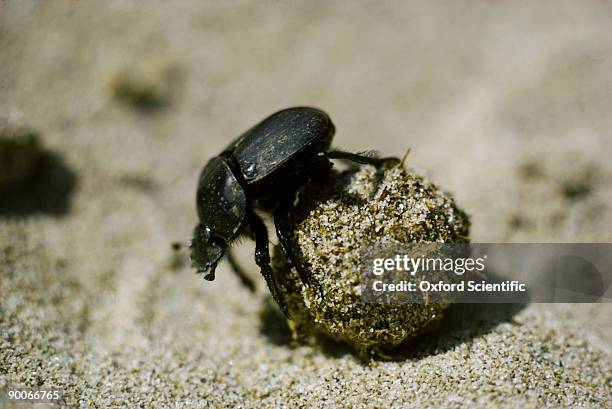 dung beetle rolling ball of dung, on sand dunes - scarab beetle stock pictures, royalty-free photos & images