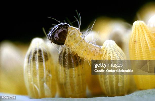 cabbage white pieris brassicae  caterpillar hatching from egg - hatching foto e immagini stock