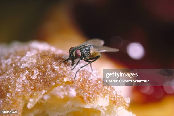 house fly musca domestica feeding - muscidae fotografías e imágenes de stock