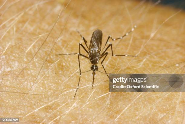 yellow fever mosquito - aedes aegypti stock pictures, royalty-free photos & images