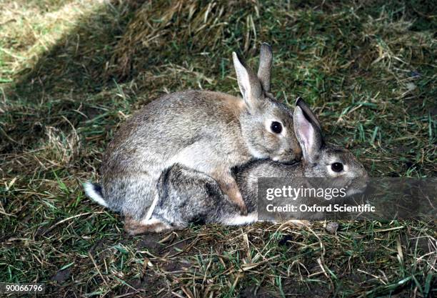 rabbits oryctolagus cuniculus mating buck mounting doe, oxon, uk - mating stock pictures, royalty-free photos & images