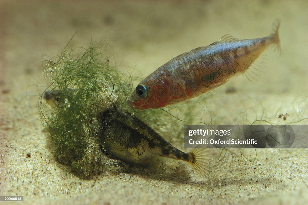 3-spined stickleback gasterosteus aculeatus male inducing female to spawn