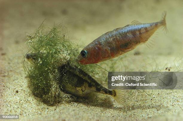 3-spined stickleback gasterosteus aculeatus male inducing female to spawn - stickleback fish stock pictures, royalty-free photos & images