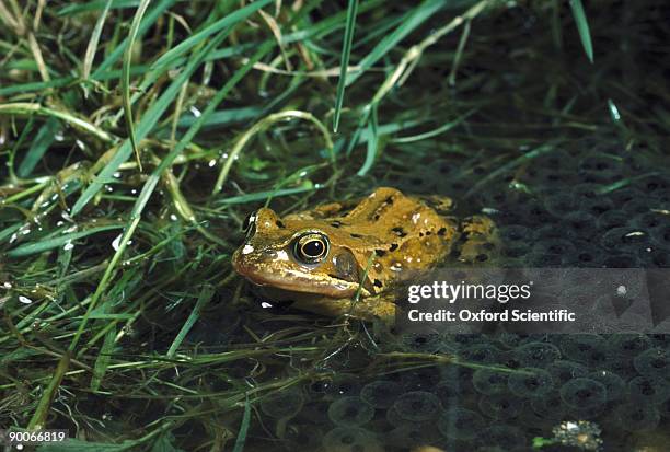 common frog rana temporaria female with spawn after laying. oxon,. u.k. - frog stock pictures, royalty-free photos & images