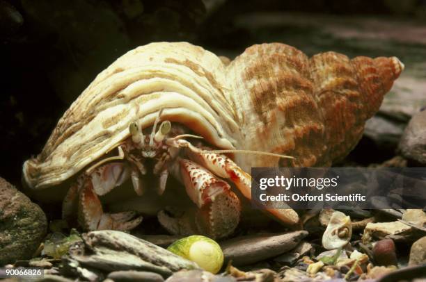 common hermit crab - hermit crab stock pictures, royalty-free photos & images