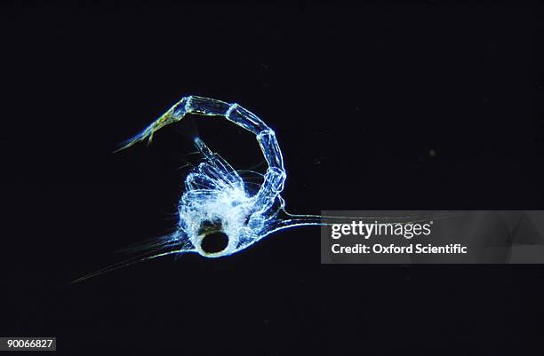 crab zoea larva - 幼虫 ストックフォトと画像