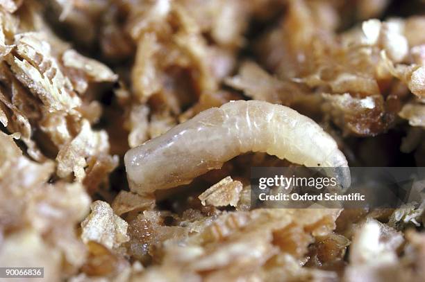 housefly musca domestica larva oxon, uk - maggot stock-fotos und bilder