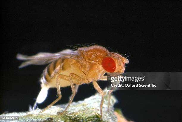 fruit fly drosophila melanogaster laying eggs - fruit flies stock pictures, royalty-free photos & images