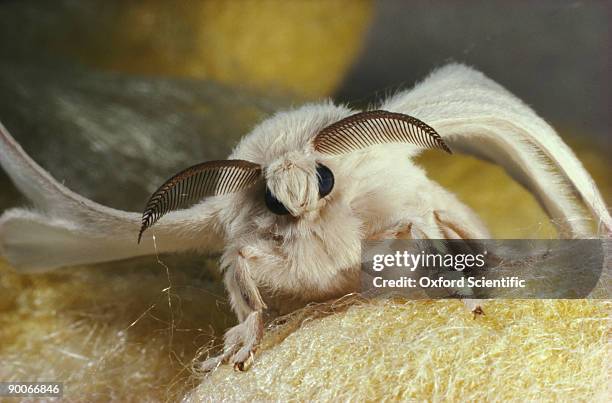 silkmoth  bombyx mori male (cultivated) - motte stock-fotos und bilder