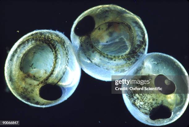stickleback gasterosteus aculeatus eggs - 8 days old - stickleback fish stock pictures, royalty-free photos & images