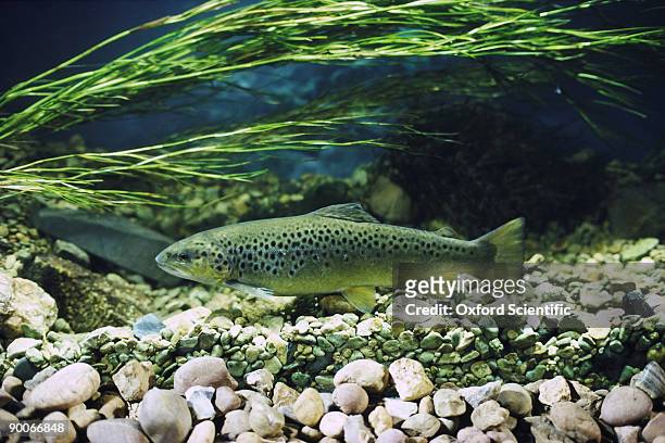 brown trout salmo trutta fario freshwater - reo fotografías e imágenes de stock