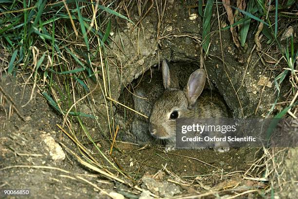 rabbit oryctolagus cuniculus 18 day old rabbit, out to explore. oxon, uk - burrow stock pictures, royalty-free photos & images