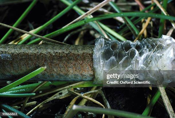 Slow Worm Anguis Fragilis Shedding Skin High-Res Stock Photo