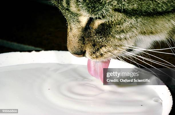 cat lapping up milk - cat drinking stock-fotos und bilder