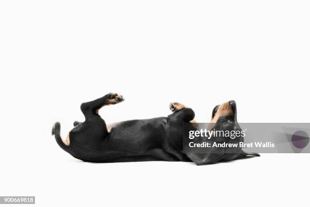 pedigree dachshund puppy rolls onto her back and begs - supino foto e immagini stock