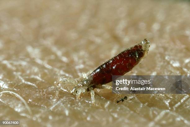 body louse: pediculus humanus - body louse stockfoto's en -beelden