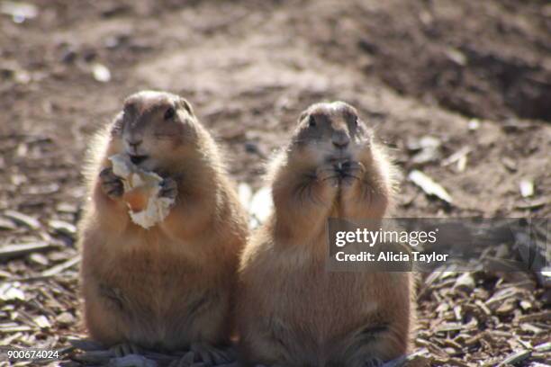 prairie dogs - lubbock texas stock pictures, royalty-free photos & images