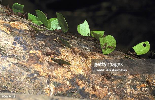 leaf-cutter ants atta cephalotes carrying sections of leaves in their jaws. - bladskärarmyra bildbanksfoton och bilder