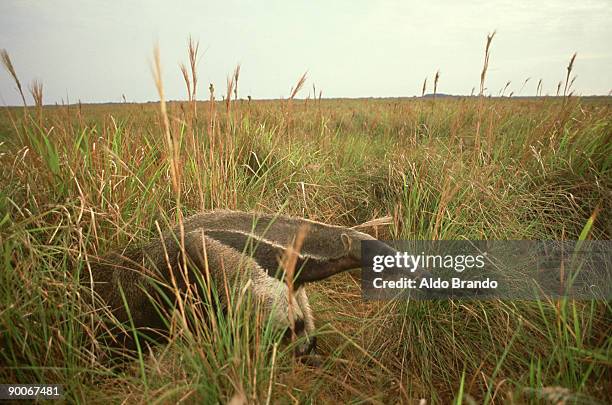 giant anteater: myrmecophaga tridactyla  in grasslands of or inoco  savanna, venezuela - giant anteater stock pictures, royalty-free photos & images