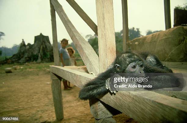 spider monkey: ateles sp.  captive in settlement area  n.w. south america - cebidae stock pictures, royalty-free photos & images