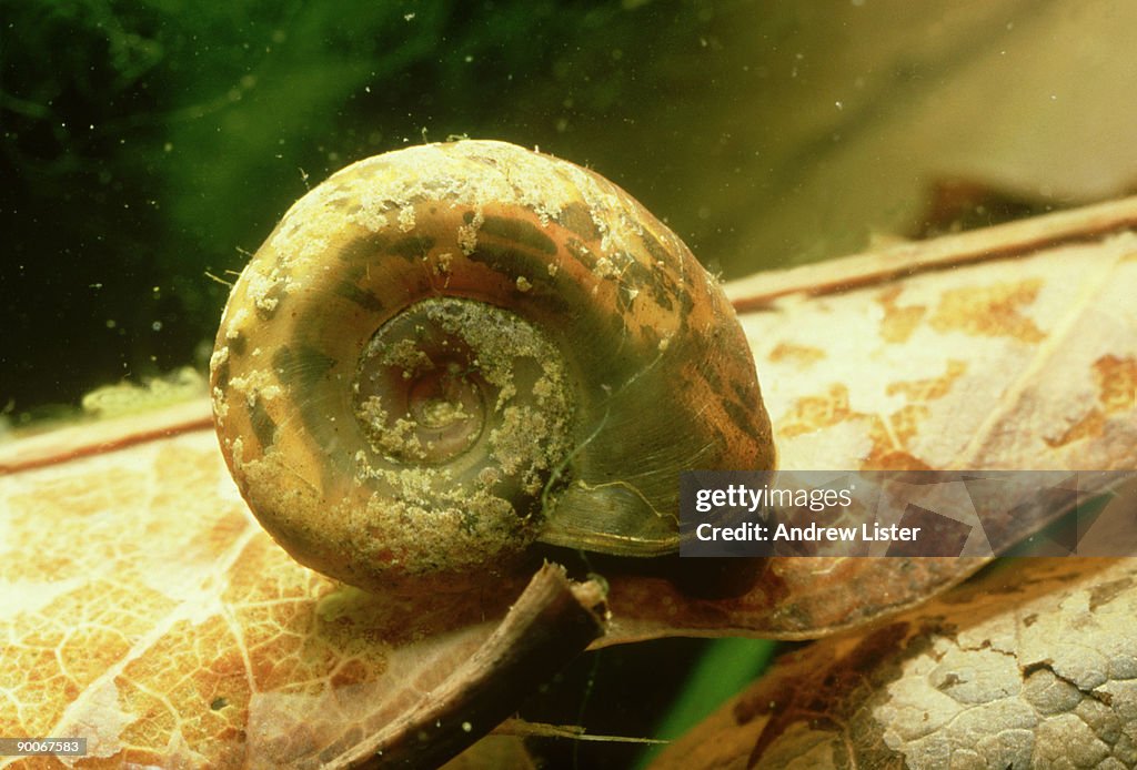 Biomphalaria pfeifferi: schistosoma mansoni vector. x 2. chiweshe, zimbabwe