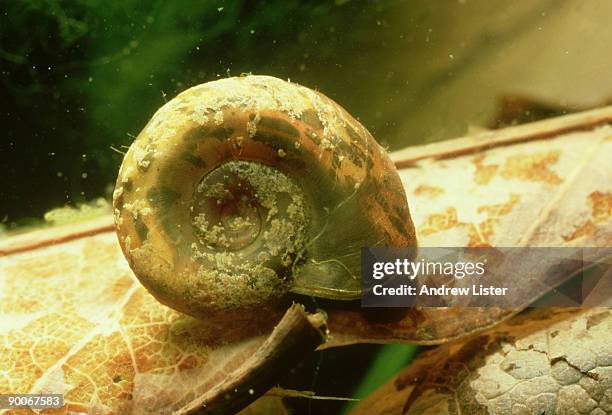 biomphalaria pfeifferi: schistosoma mansoni  vector. x 2.  chiweshe, zimbabwe - schistosoma stock pictures, royalty-free photos & images