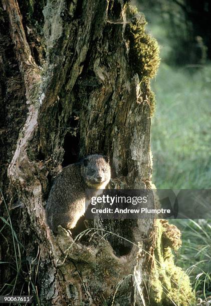 tree hyrax dendrohyrax arboreus perched on tree base parc des volcans, rwanda - tree hyrax stock pictures, royalty-free photos & images