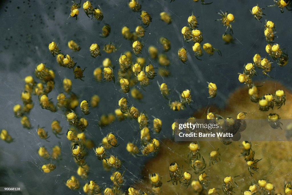 Garden spiders: araneus diadematus newly hatched essex, u. k.