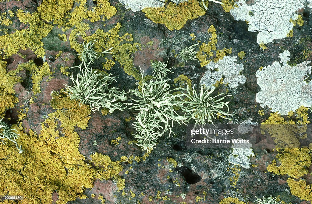Lichens - ramalina siliquosa, xanthoria parietina & ochrolechia parella. dale, wales