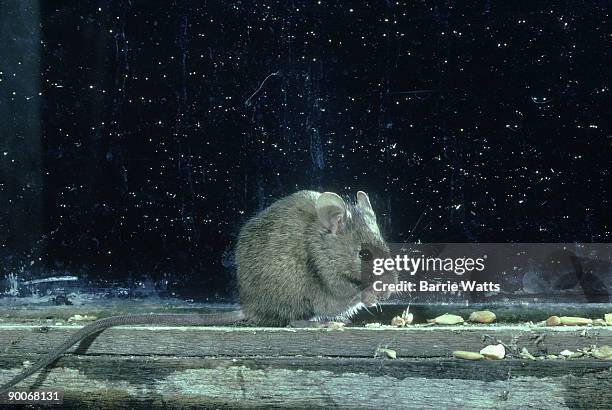 house mouse: mus musculus  on window sill  essex - feldmaus stock-fotos und bilder