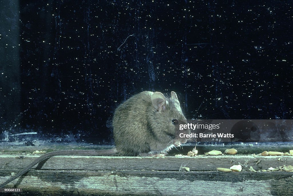 House mouse: mus musculus on window sill essex