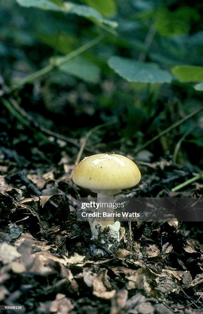 Death cap amanita phalloides essex, u.k.