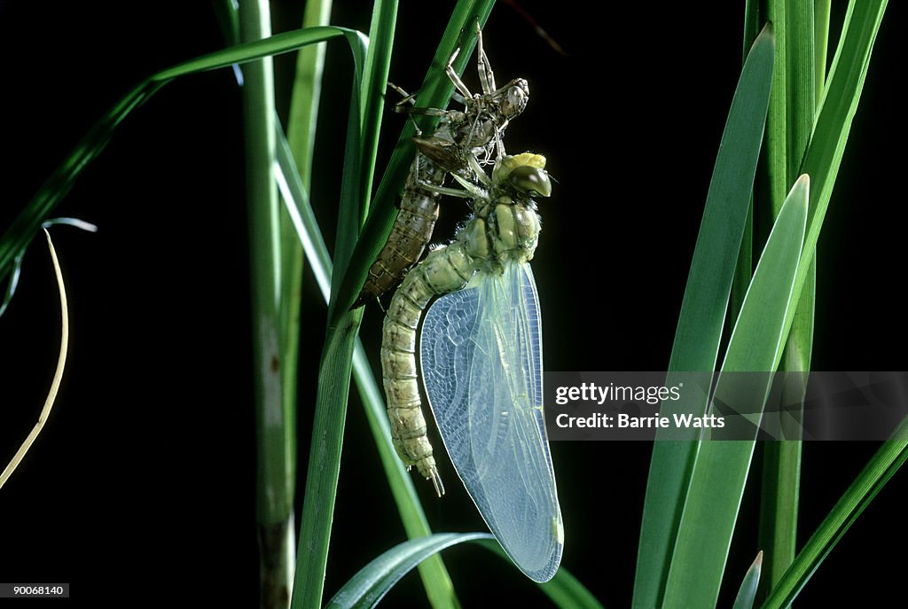 Dragonfly, aeshna cyanea, emerging, stage 8, essex
