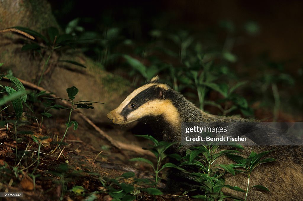 Badger: meles meles  adult reddish from loam and sand after digging in den