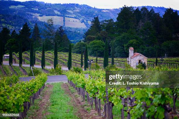 vineyards in napa valley in california - napa california 個照片及圖片檔