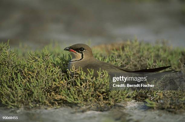 pratincole glareola pratincola on nest vistonida lake,greece - échassier photos et images de collection