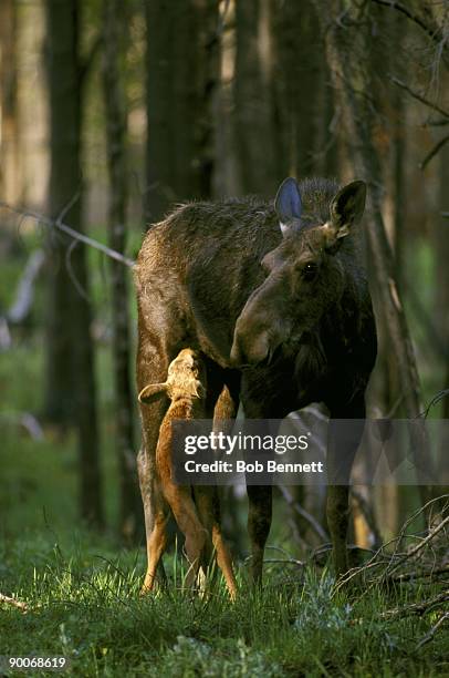 moose alces alces cow & calf - suckling stock pictures, royalty-free photos & images