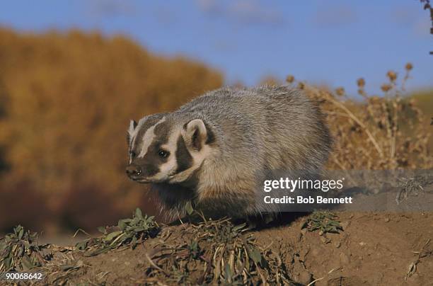 badger taxidea taxus - american badger 個照片及圖片檔