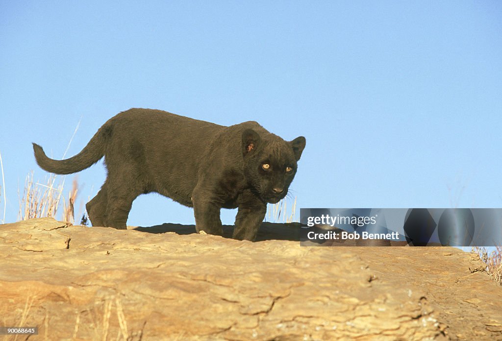 Black leopard, panthera pardus